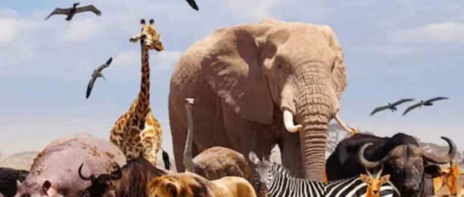 ഇന്ന് ലോക മൃഗ ദിനം