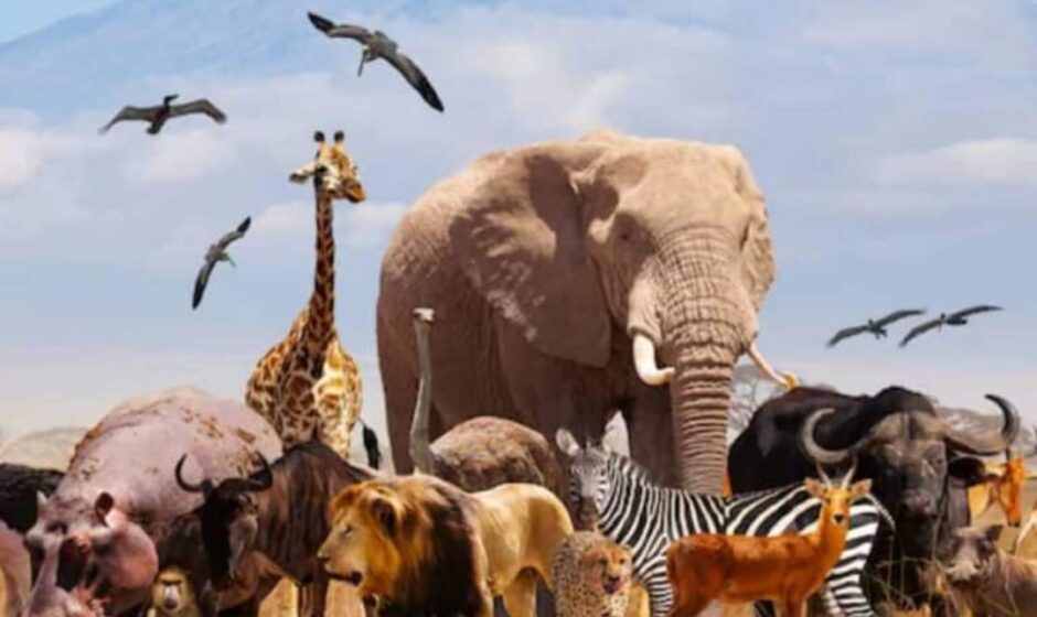 ഇന്ന് ലോക മൃഗ ദിനം