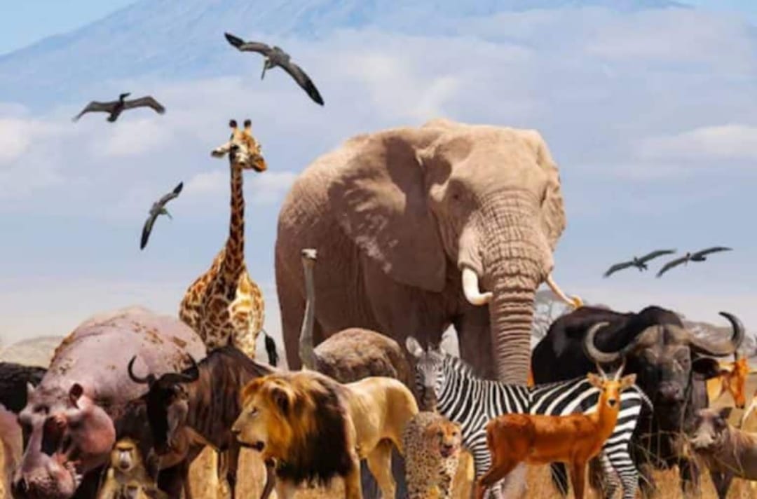 ഇന്ന് ലോക മൃഗ ദിനം: മൃഗങ്ങളുടെ അവകാശങ്ങൾക്കായി കൈകോർക്കാം