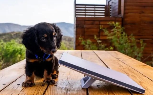 സ്റ്റാർലിങ്ക് ഇന്ത്യയിൽ സുരക്ഷാ പരീക്ഷണങ്ങൾ ആരംഭിച്ചു;