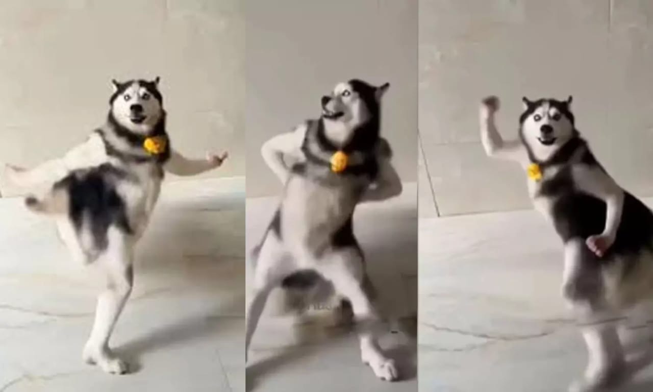 ഹൃദയം കവരുന്ന പ്രകടനം; ഹസ്കിയുടെ നൃത്ത ചുവടുകൾ സോഷ്യൽ മീഡിയയിൽ തരംഗം