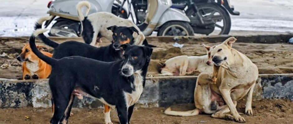 നായശല്യം: സുപ്രീംകോടതിയുടെ നിർണായക ഇടക്കാല ഉത്തരവ് ഇന്ന്