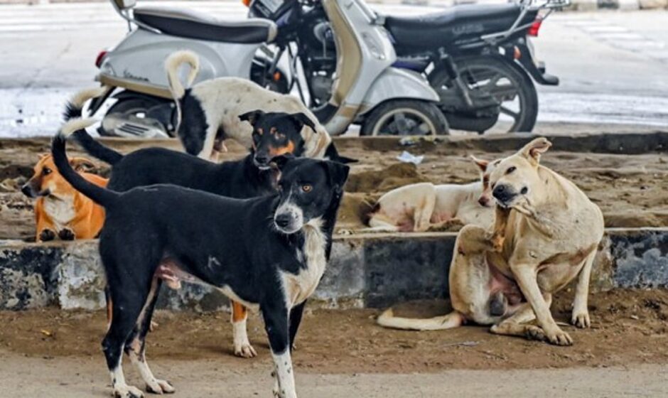 നായശല്യം: സുപ്രീംകോടതിയുടെ നിർണായക ഇടക്കാല ഉത്തരവ് ഇന്ന്