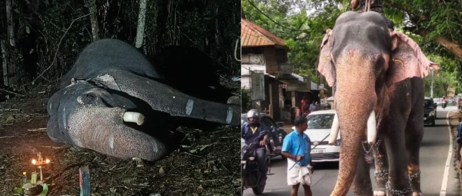 കൊമ്പൻ മാവേലിക്കര ഗണപതി ഇനി ഓർമ്മ;