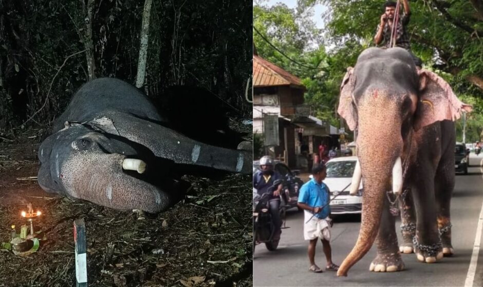 കൊമ്പൻ മാവേലിക്കര ഗണപതി ഇനി ഓർമ്മ;