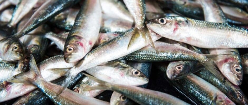 ലോകമെമ്പാടുമുള്ള മത്തി പ്രേമികൾക്കായി ഒരു ദിനം;