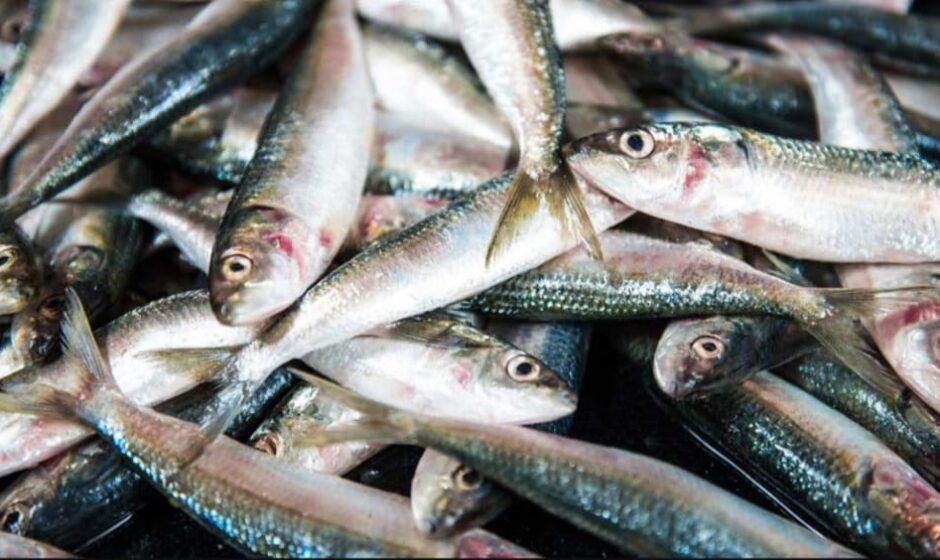 ലോകമെമ്പാടുമുള്ള മത്തി പ്രേമികൾക്കായി ഒരു ദിനം;