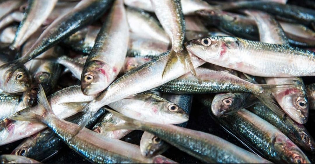 ലോകമെമ്പാടുമുള്ള മത്തി പ്രേമികൾക്കായി ഒരു ദിനം: മത്തി വികാരം ആളിക്കത്തുന്നു