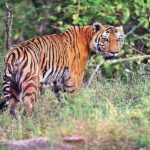 ഞാൻ ചെയ്തതിൽ ഏറ്റവും വലിയ കോമഡി കഥാപാത്രം വർമൻ: വിനായകൻ