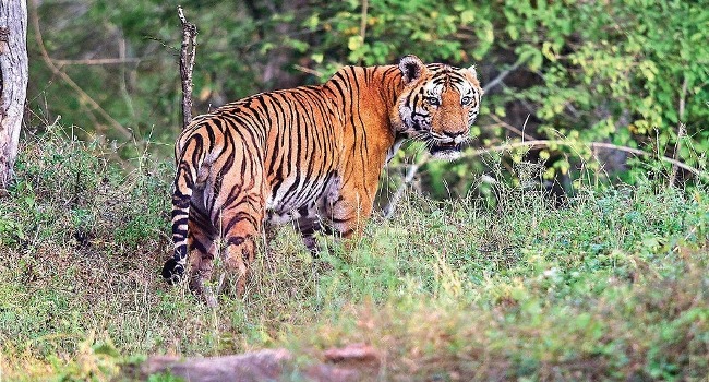 കാണാതായ ഉദ്യോഗസ്ഥർ സുരക്ഷിതർ: ബോണക്കാട് വനത്തിലെ തിരച്ചിൽ ദൗത്യം വിജയം