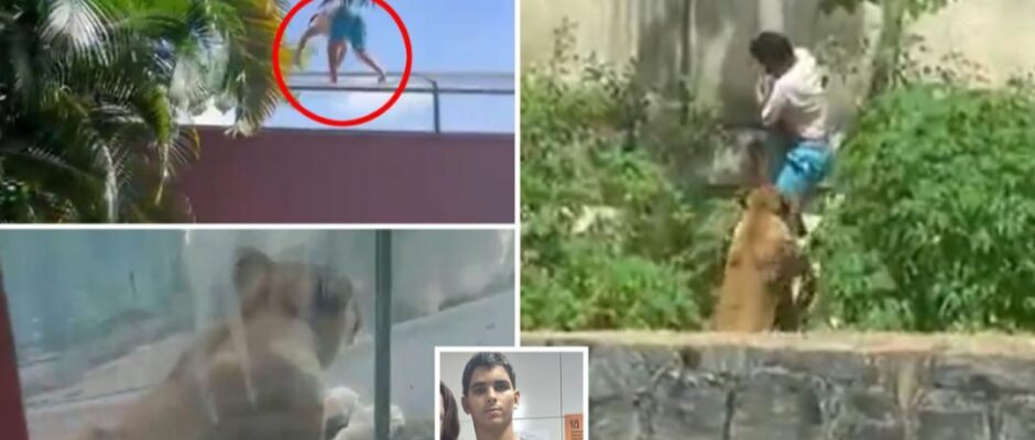 ദാരുണാന്ത്യം: മൃഗശാലയിലെ സിംഹക്കൂട്ടിനുള്ളിൽ..