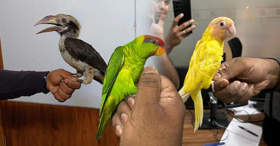 ലക്ഷങ്ങൾ വിലമതിക്കുന്ന പക്ഷിക്കടത്ത്;