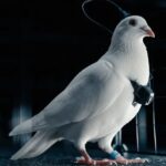 ചരിത്രം ആവർത്തിച്ചു, പക്ഷെ തിരിച്ചടിച്ച്: 2024 ഡിസംബർ 4 ജയം, 2025 ഡിസംബർ 4 പരാജയം; രാഹുൽ മാങ്കൂട്ടത്തിൽ വാർത്തകളിൽ.