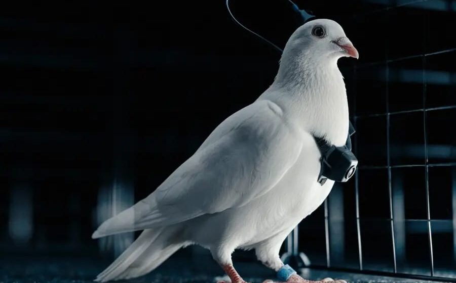 ജീവനുള്ള പ്രാവുകളെ ഡ്രോണുകളാക്കി മാറ്റാം;