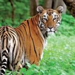 യാത്രക്കാരുടെ അവകാശങ്ങൾ സംരക്ഷിക്കണം; ഇൻഡിഗോയ്ക്ക് എതിരെ നിയമപോരാട്ടം ശക്തമാകുന്നു