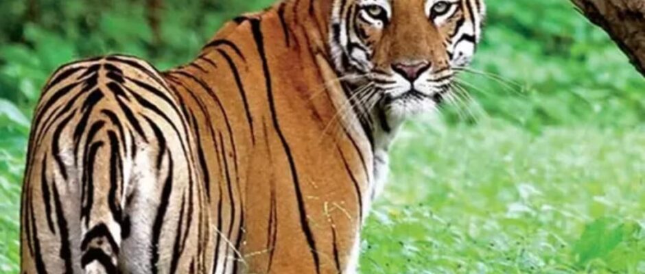 ഭീതി ഒഴിയുന്നു;