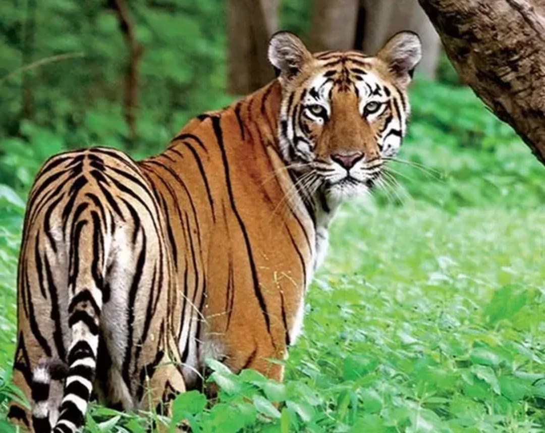 ഭീതി ഒഴിയുന്നു; ജനവാസ മേഖലയെ വിറപ്പിച്ച കടുവ കാട് കയറി