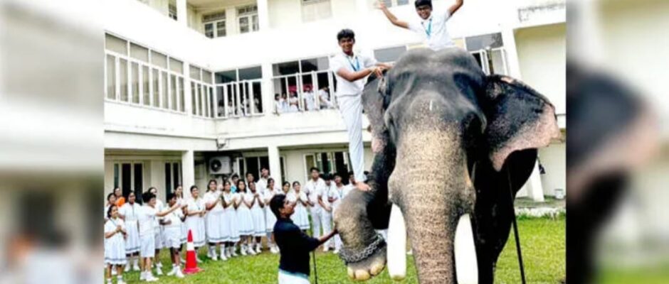 ​പെറ്റ് ഷോയിൽ ഞെട്ടിച്ച് 'കൊമ്പൻ';