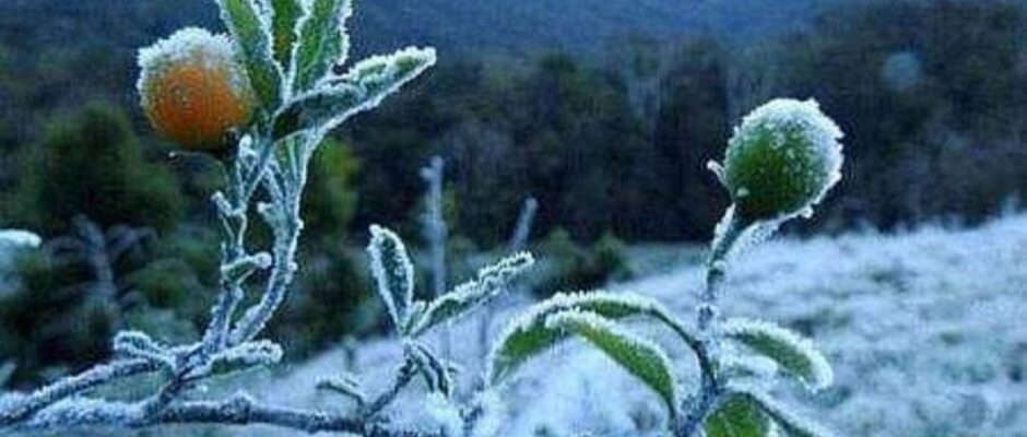 മൂന്നാറിൽ റെക്കോർഡ് തണുപ്പ്;