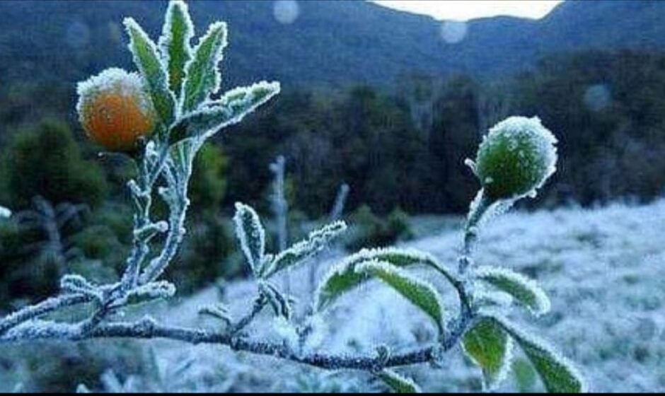 മൂന്നാറിൽ റെക്കോർഡ് തണുപ്പ്;