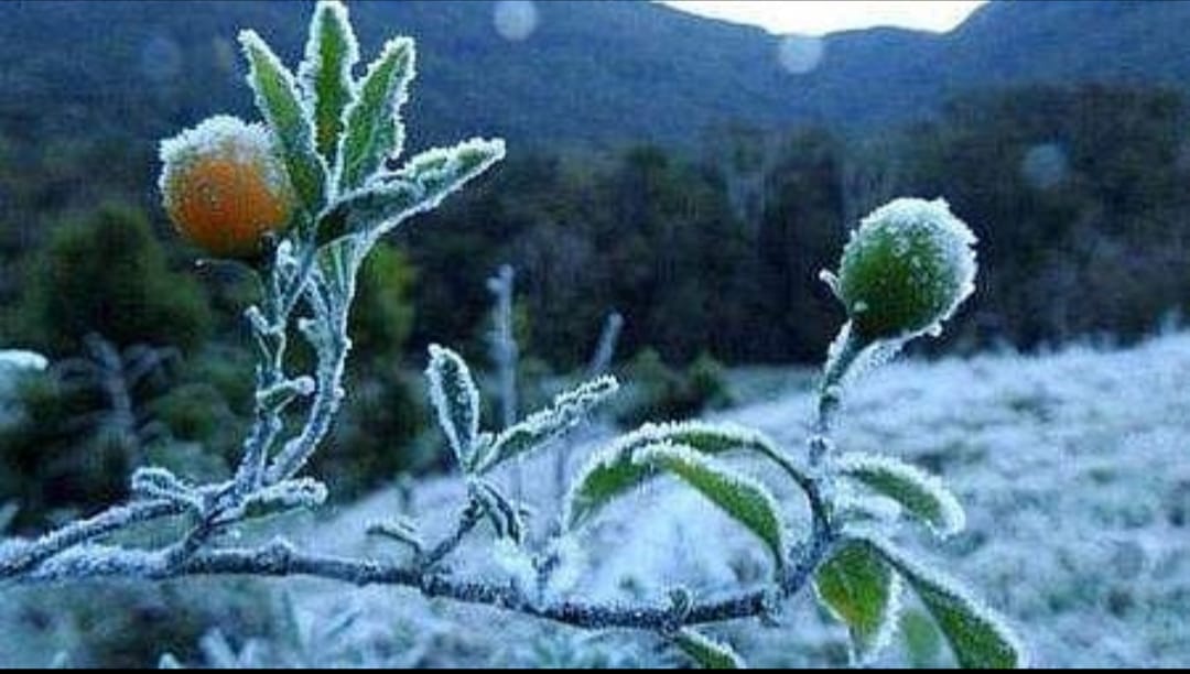 മൂന്നാറിൽ റെക്കോർഡ് തണുപ്പ്; മഞ്ഞുവീഴ്ചയിൽ വെള്ള പുതച്ച് മലനിരകൾ