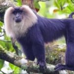 എലപ്പുള്ളിയിൽ യുവാവിനെ പോസ്റ്റിൽ കെട്ടിയിട്ട് മർദിച്ചു; രണ്ട് ഗുണ്ടകൾ പൊലീസ് പിടിയിൽ