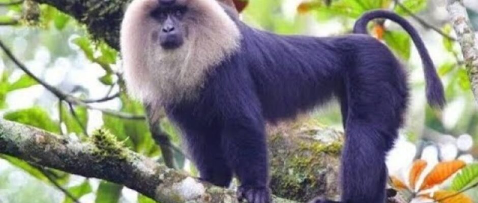 മൃഗശാലയിൽ നിന്ന് സിംഹവാലൻ കുരങ്ങ് പുറത്ത് കടന്നു;