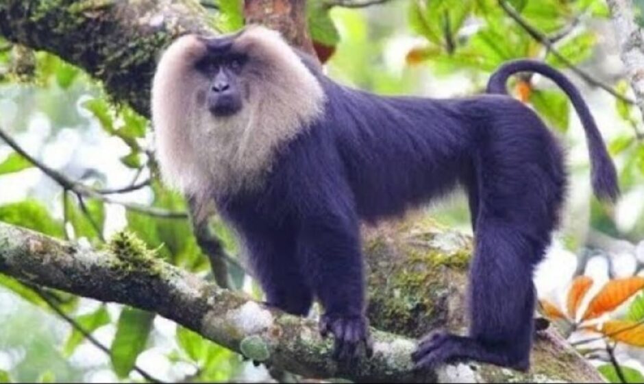 മൃഗശാലയിൽ നിന്ന് സിംഹവാലൻ കുരങ്ങ് പുറത്ത് കടന്നു;