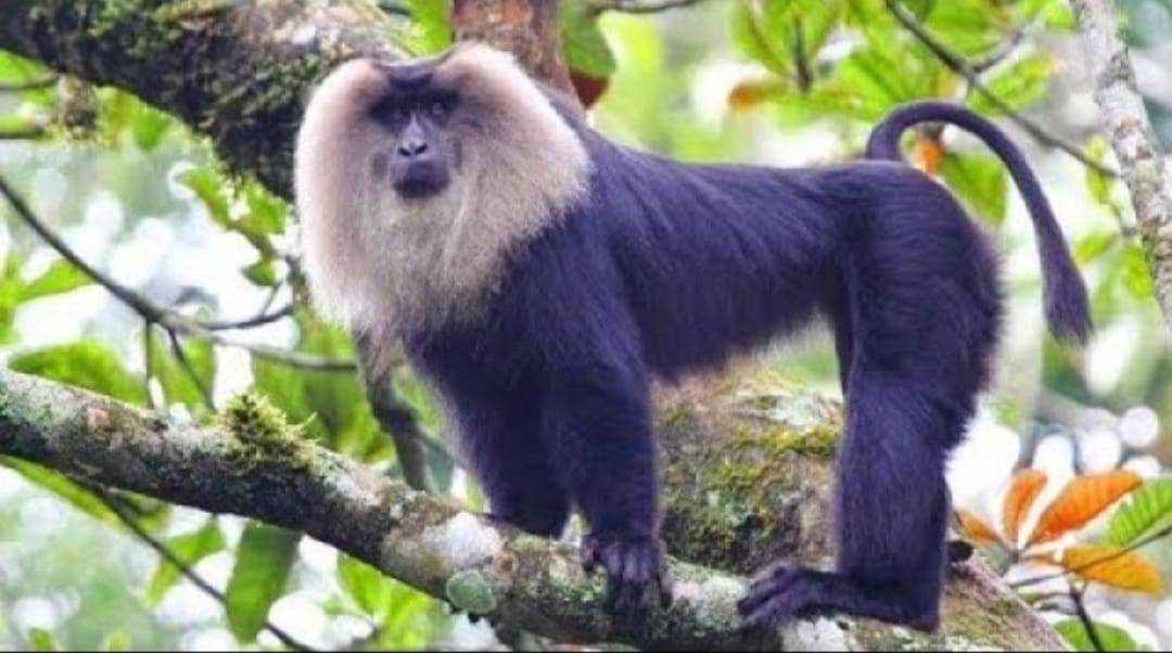 മൃഗശാലയിൽ നിന്ന് സിംഹവാലൻ കുരങ്ങ് പുറത്ത് കടന്നു; പിടികൂടാനുള്ള ശ്രമം തുടരുന്നു