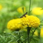 വീഴ്ചയല്ല, ഇതൊരു കുതിച്ചുചാട്ടം! അരയ്ക്ക് താഴെ തളർന്നിട്ടും വീട്ടിനുള്ളിൽ വിസ്മയമൊരുക്കി ഈ കർഷകൻ