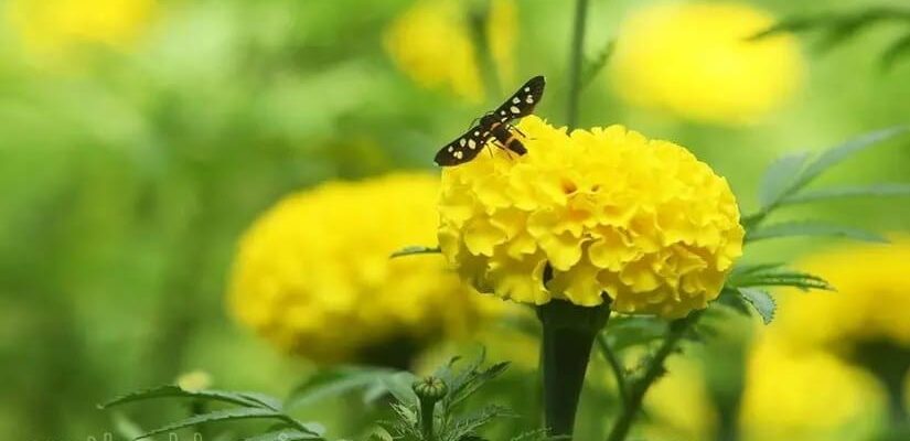 മാലിന്യത്തിൽ നിന്ന് മാധുര്യത്തിലേക്ക്;