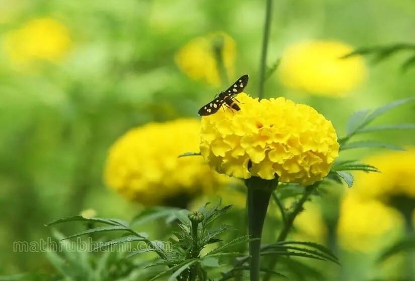 മാലിന്യത്തിൽ നിന്ന് മാധുര്യത്തിലേക്ക്;