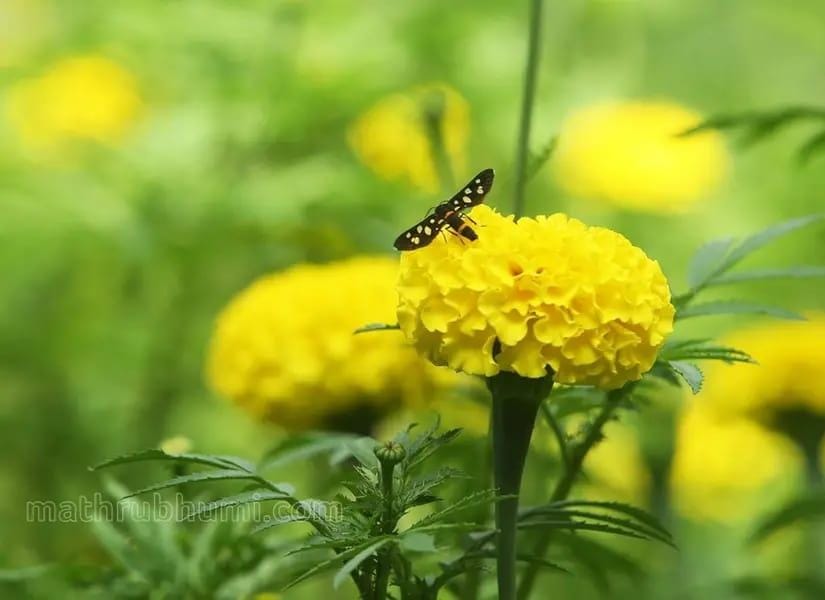 മാലിന്യത്തിൽ നിന്ന് മാധുര്യത്തിലേക്ക്; തൃശൂർ എംപ്ലോയ്‌മെന്റ് ഓഫീസ് ഇനി ഒരു ഫലവൃക്ഷത്തോട്ടം