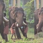 പ്രണയം നടിച്ച് ‘ക്വട്ടേഷൻ’ മരണം; കാമുകിയുടെ വീട്ടുകാരുടെ മനസ്സ് മാറ്റാൻ സ്വന്തം ജീവൻ പണയപ്പെടുത്തി യുവാവ്