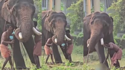 ‘കൈവിട്ട കളി’;മദ്യലഹരിയിൽ പാപ്പാന്റെ അഭ്യാസപ്രകടനം; ആനയുടെ തുമ്പിക്കയ്യിൽ നിന്ന് കുഞ്ഞ് വഴുതിവീണു, വൻ ദുരന്തം ഒഴിവായത് ഭാഗ്യം കൊണ്ട് മാത്രം.