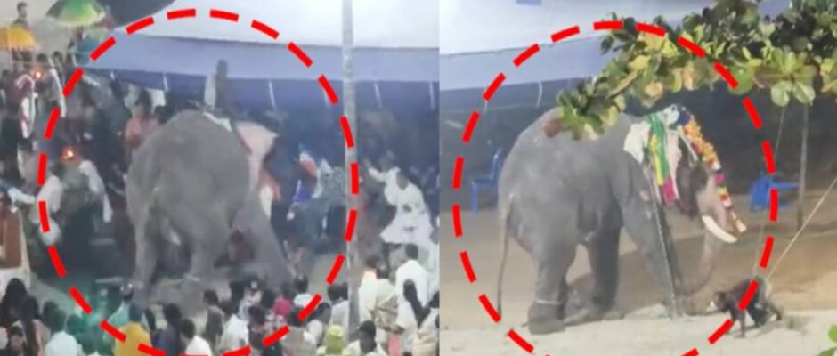 പുൽപ്പള്ളിയിൽ ഉത്സവത്തിനിടെ ആന ഇടഞ്ഞു;