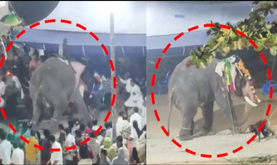 പുൽപ്പള്ളിയിൽ ഉത്സവത്തിനിടെ ആന ഇടഞ്ഞു;