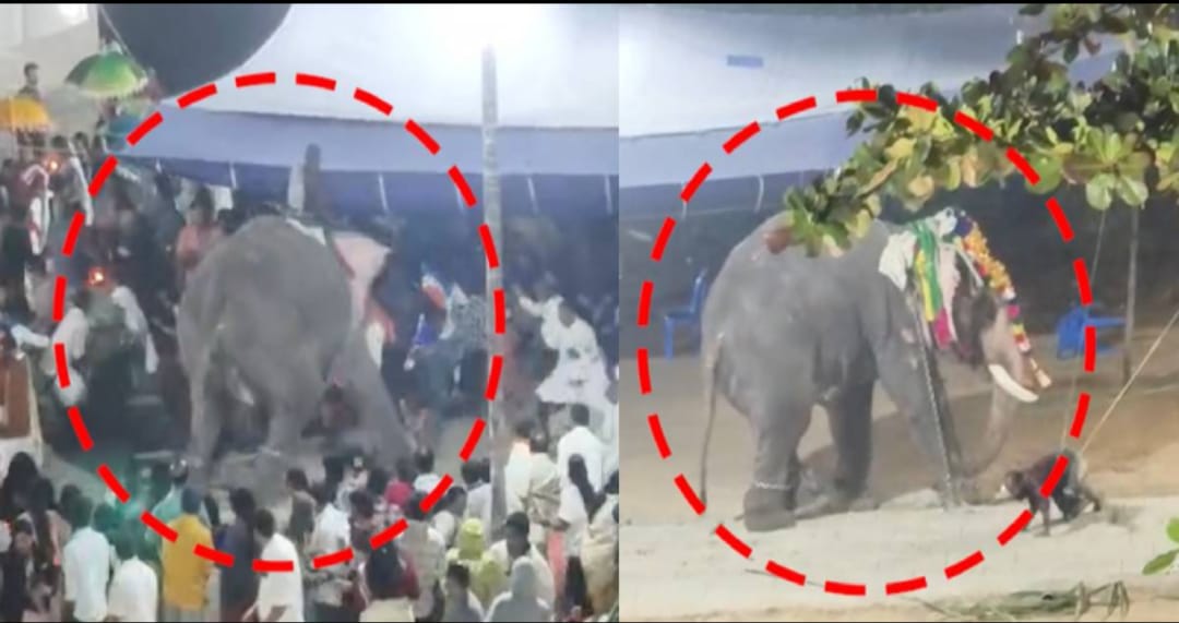 പുൽപ്പള്ളിയിൽ ഉത്സവത്തിനിടെ ആന ഇടഞ്ഞു; രണ്ട് പാപ്പാന്മാർക്ക് പരിക്ക്, ഭീതി പരത്തി ഗജവീരൻ