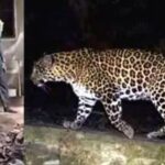 നിയമപോരാട്ടത്തിൽ വിജയം: ‘ജനനായകന്’ കോടതിയുടെ അനുമതി, സെൻസർ ബോർഡിന് തിരിച്ചടി