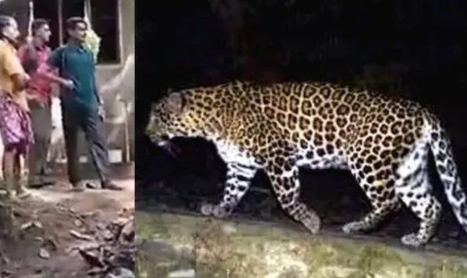 കണ്ണൂരിൽ വീണ്ടും വന്യജീവി ആക്രമണം;