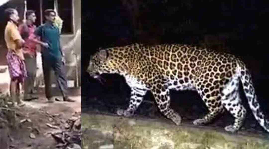 കണ്ണൂരിൽ വീണ്ടും വന്യജീവി ആക്രമണം: പാലത്തിൻകടവിൽ നാല് പശുക്കളെ ചത്ത നിലയിൽ കണ്ടെത്തി