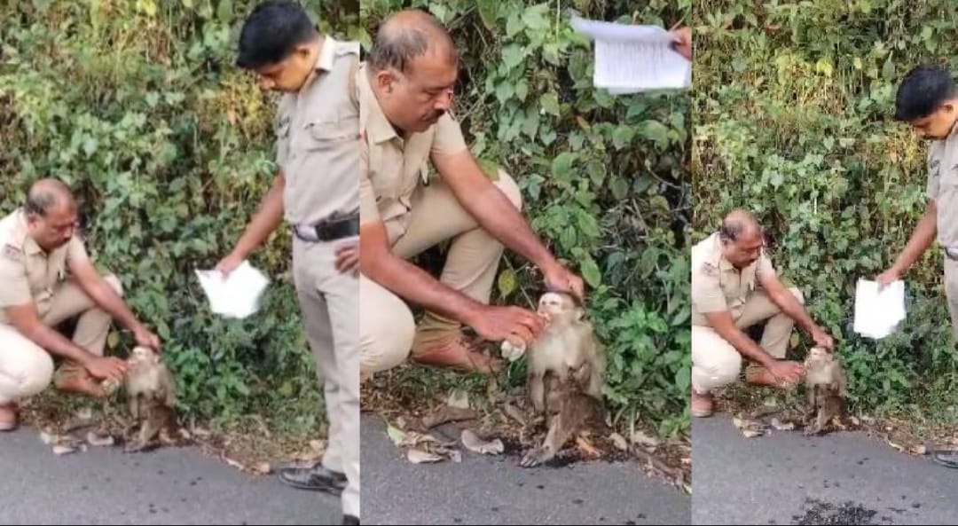 മാതൃകയായി പൊന്മുടി പോലീസ്; റോഡരികിൽ പരിക്കേറ്റു കിടന്ന കുരങ്ങിന് തുണയായി