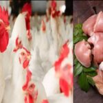 ടാറ്റ പഞ്ച് മുതൽ റെനോ ഡസ്റ്റർ വരെ; ഇന്ത്യൻ റോഡുകൾ കീഴടക്കാൻ പുത്തൻ എസ്‌യുവികൾ എത്തുന്നു