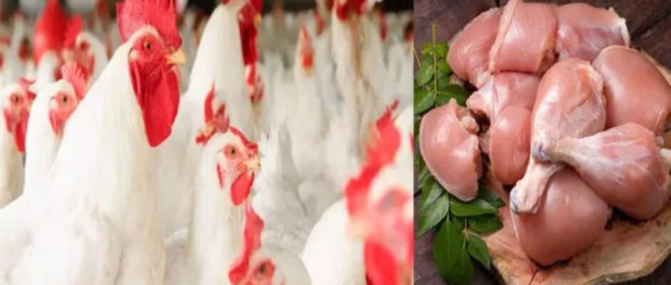 ചിക്കൻ കൂട്ടാൻ ഇനി 'പൊള്ളും';