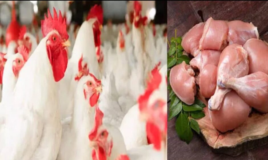 ചിക്കൻ കൂട്ടാൻ ഇനി 'പൊള്ളും';