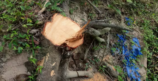  ദേവസ്വം ആസ്ഥാനത്തെ ചന്ദനമരം മുറിക്കൽ: അബദ്ധമല്ല, ബോധപൂർവമെന്ന് അസിസ്റ്റന്റ് കമ്മീഷണർ റിപ്പോർട്ട്