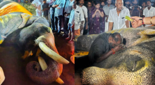 ഗജവീരൻ പല്ലാട്ട് ബ്രഹ്മദത്തന് യാത്രാമൊഴി: പോസ്റ്റ്മോർട്ടം നടപടികൾ പുരോഗമിക്കുന്നു
